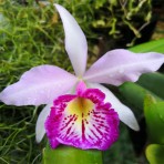 Brassocattleya Taiwan Big Lip Flowering Size